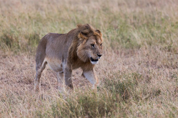 Löwe (Panthera leo)