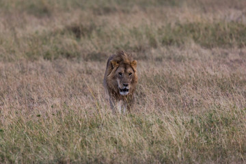 Löwe (Panthera leo)
