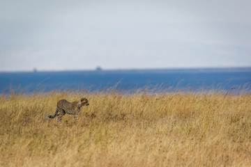Obraz na płótnie Canvas Gepard - Acinonyx jubatus