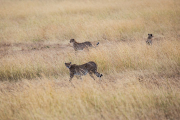 Gepard - Acinonyx jubatus