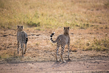 Gepard - Acinonyx jubatus