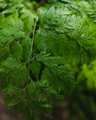 green branches of fern