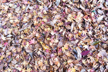 Fallen leaves are covered on a ground in Nagano prefecture, JAPAN.