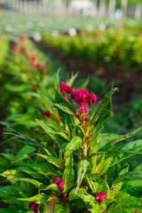 red flower in the garden