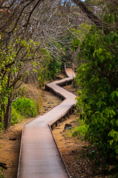 Suspended and accessible walkway in Fernando de Noronha, Brazil. Beautiful walkway giving the sense of adventure.