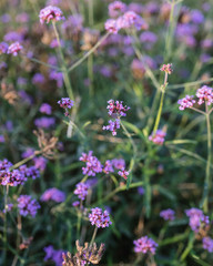 field of pink flowers