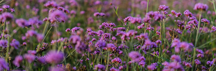 field of pink flowers