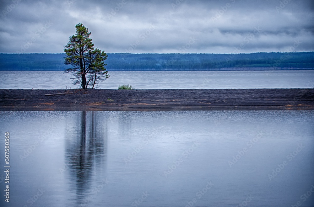 Canvas Prints Tree reflecting in the calm ocean under the gloomy sky