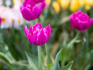 Tulip flower with green leaf background in tulip field at winter