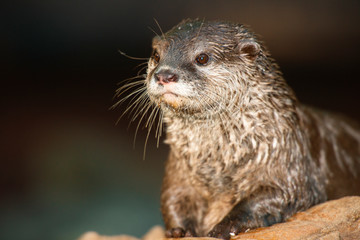  Asian Small-clawed otter closeup