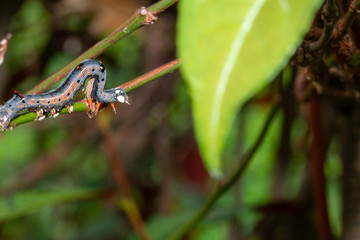 Caterpillar munching on leaves, crawling along branches and twigs