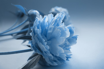 Beautiful peony flowers in classic blue color of the Year 2020, natural background, greeting card, advertising banner.