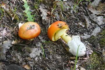 Caesar's mushroom (Amanita caesarea) grows in moss in the forest. Most delicious mushroom in the world