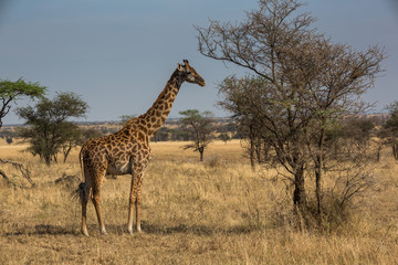 Giraffe (Giraffa)