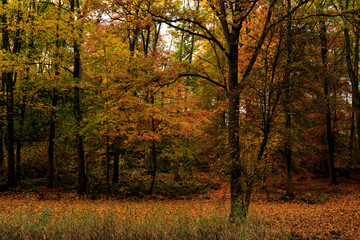 Fototapeta na wymiar autumn, fall in the Palingbeek provincial domain in Ypres, Belgium