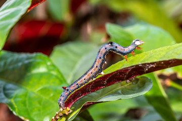 Caterpillar munching on leaves, crawling along branches and twigs