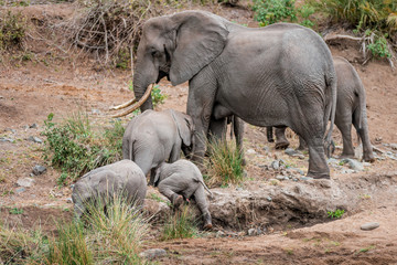 Fototapeta premium Elephant herds in the Kruger National Park drinks at the waterhole, a whole family with baby passes a river or lake through the savanna of South Africa, pure wilderness and picturesque safari scenery