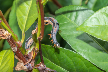 Caterpillar munching on leaves, crawling along branches and twigs
