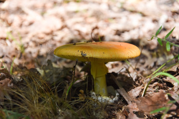 Caesar's mushroom (Amanita caesarea) grows in moss in the forest. Most delicious mushroom in the world