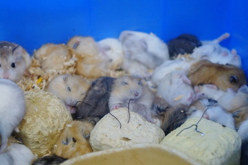 Hamsters are either sleeping or playing, very cute