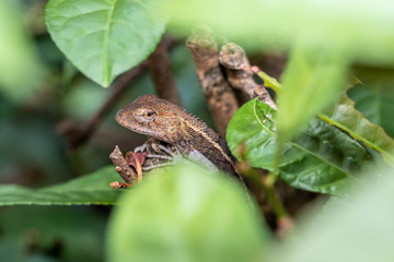Lizard spotted in green bushes. Wildlife nature concept.