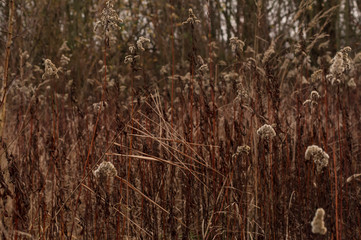 Obraz premium Meadow near a forest with dried plants