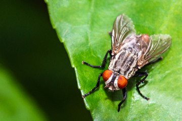 Close up macro detail top down view of a housefly on green leaf