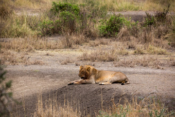 Löwe (Panthera leo)