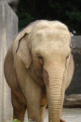 Fototapeta premium アジアゾウ