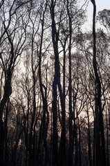 Fototapeta premium The charred trunks of a burnt subtropical rainforest, silhouetted in the late-evening sky by the setting sun - ravaged by recent bushfires in Bundjalung National Park, NSW, Australia.
