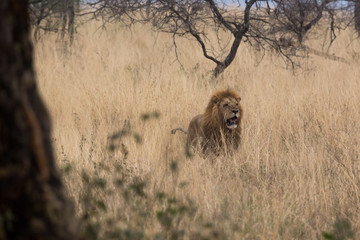 Löwe (Panthera leo)