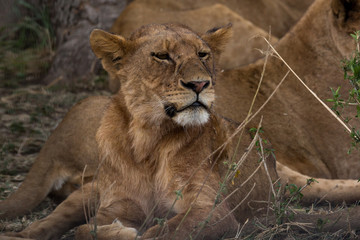 Löwe (Panthera leo)