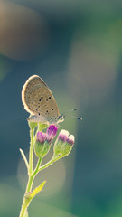 Selective focus, beautyful tiny common blue butterfly on wild flower in morning light with green nature background