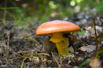 Caesar's mushroom (Amanita caesarea) grows in moss in the forest. Most delicious mushroom in the...