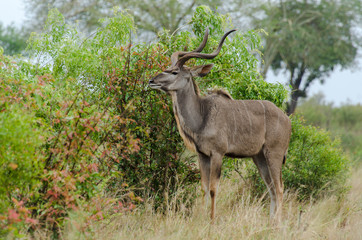 Grand koudou, Tragelaphus strepsiceros, mâle, Parc national du Kalahari, Afrique du Sud