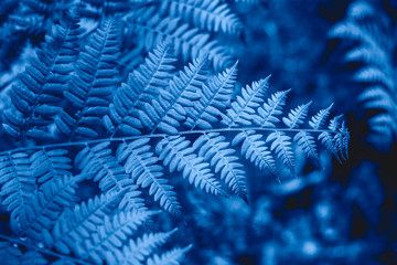 The ferns in the forest.