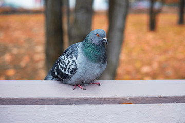 Fototapeta premium Pigeon sitting on wooden bench in autumn park, waiting for treats. Selective focus