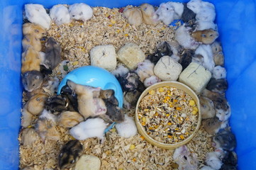 Hamsters are either sleeping or playing, very cute