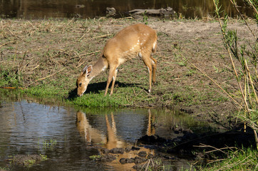 Guib harnaché, Tragelaphus scriptus, femelle, Parc national Kruger, Afrique du Sud