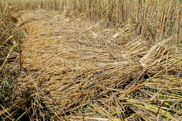 Hand harvesting in rural Thailand.The straw is tied with a rope that is sharpened from bamboo.