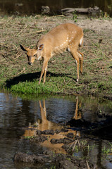 Guib harnaché, Tragelaphus scriptus, femelle, Parc national Kruger, Afrique du Sud