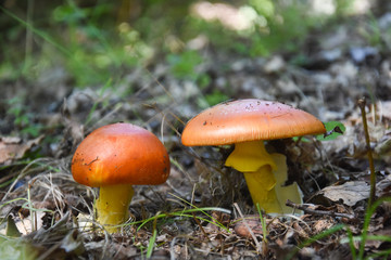Caesar's mushroom (Amanita caesarea) grows in moss in the forest. Most delicious mushroom in the world