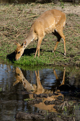 Guib harnach&eacute;, Tragelaphus scriptus, femelle, Parc national Kruger, Afrique du Sud