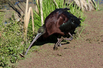 Ibis falcinelle,.Plegadis falcinellus, Glossy Ibis