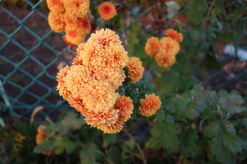 屋外に咲いたオレンジの菊の花