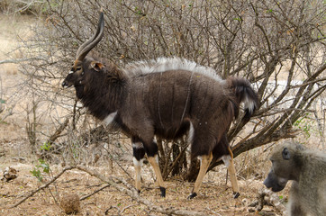 Nyala, male, Tragelaphus angasii, Parc national Kruger, Afrique du Sud