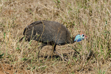 Pintade de Numidie,.Numida meleagris, Helmeted Guineafow