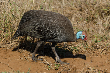 Obraz premium Pintade de Numidie,.Numida meleagris, Helmeted Guineafow
