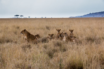 Löwe (Panthera leo)
