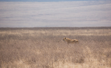 Löwe (Panthera leo)